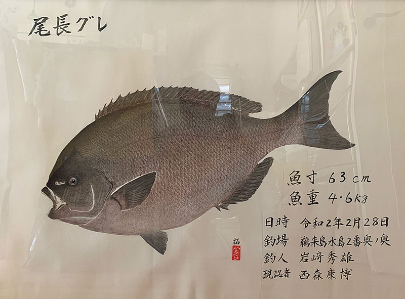 岩﨑が手にした、63cmの尾長グレの魚拓