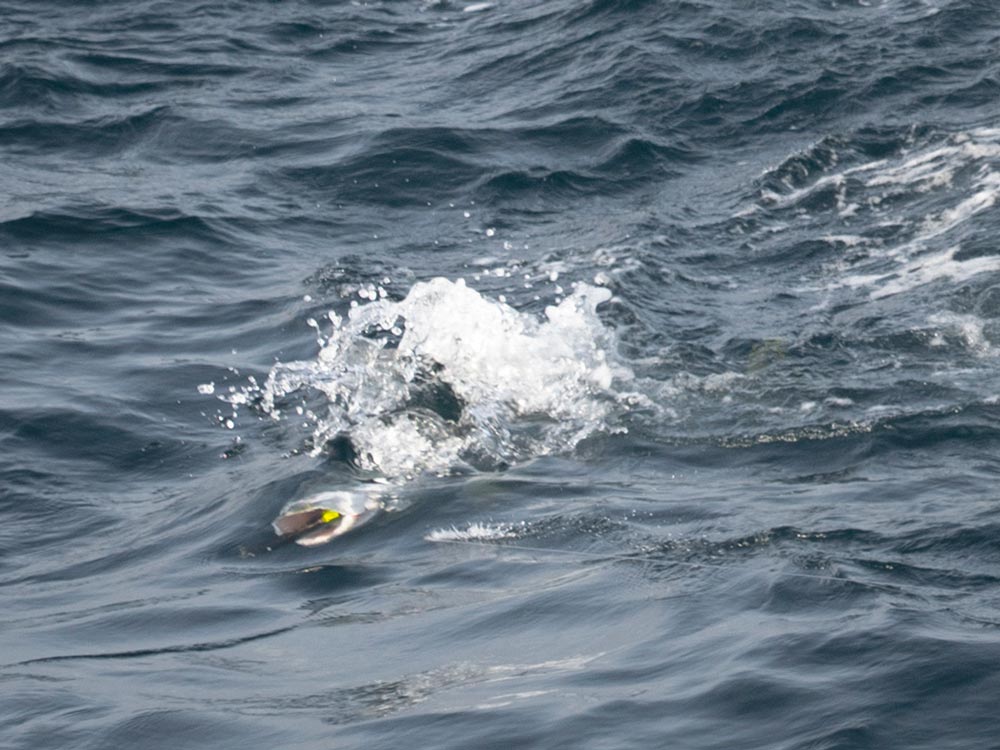 海面から覗く、大きく開かれたヒラマサの口