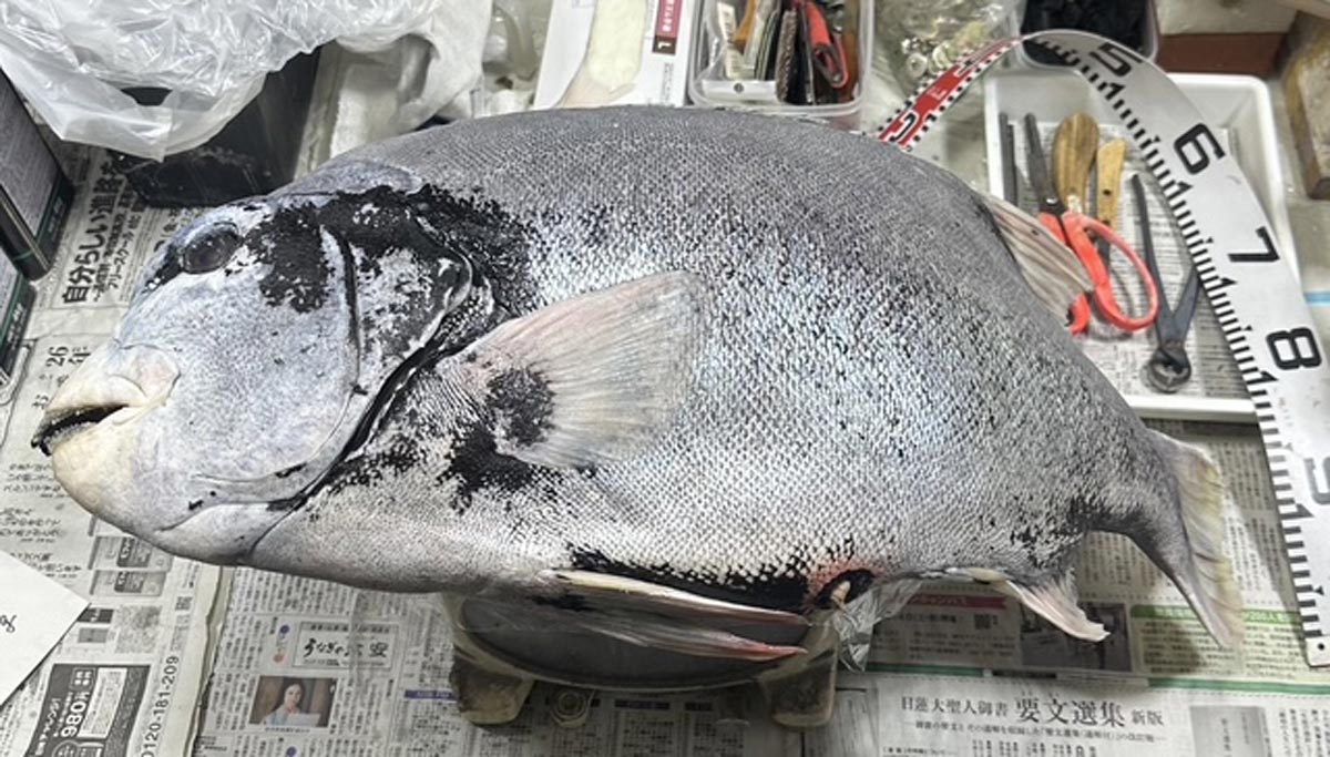 魚拓・はく製を作成するために台に乗せられたクチジロ。周囲には使用するはさみなどの器具が見える。