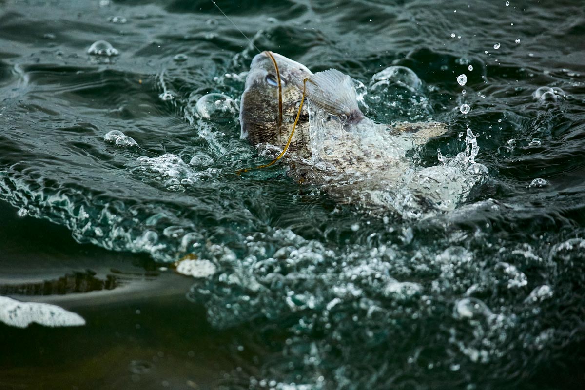 釣り上げられ、海面から上体を出したチヌ