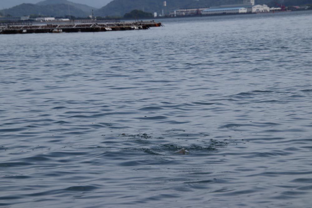 撒き餌が着水し飛沫があがる海面