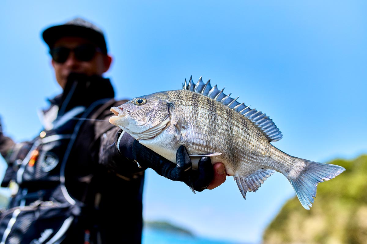 40cm級のチヌを片手に持つ波多