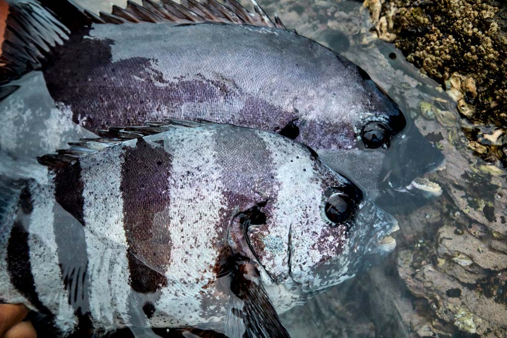 縞模様が残るメスの石鯛と、模様の消えたオスの石鯛