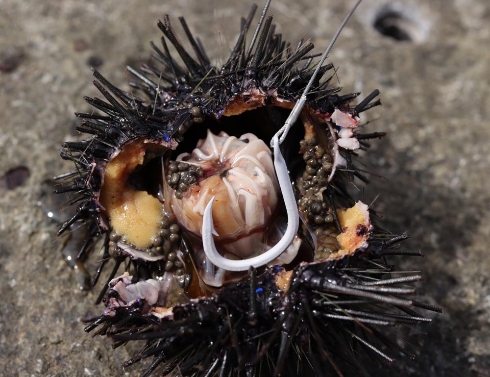 開いたウニの中に、白色の鈎・白ガゼを添えている写真。ウニの芯の白と鈎の白はほぼ同じ色味に見える。