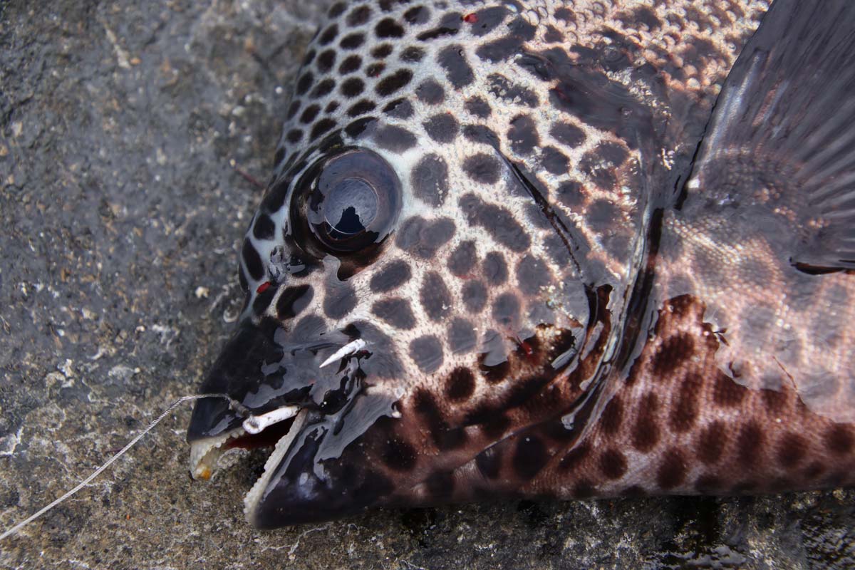 釣り上げたイシガキダイの頭部。口には白ガゼ鈎がしっかり掛かっている。