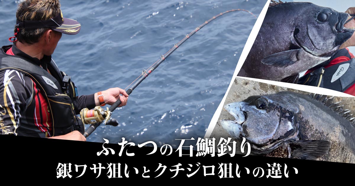 ふたつの石鯛釣り 銀ワサ狙いとクチジロ狙いの違い