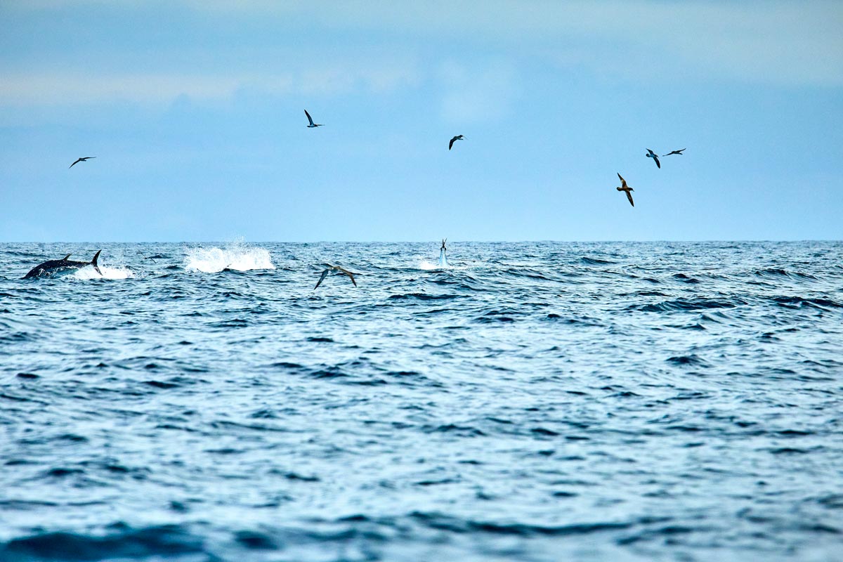 海面近くを飛び交う鳥の群れと、飛沫をあげ海面上へ跳び上がるクロマグロ