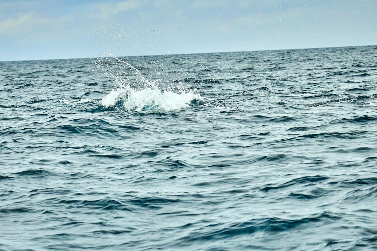 大きな飛沫をあげる海面