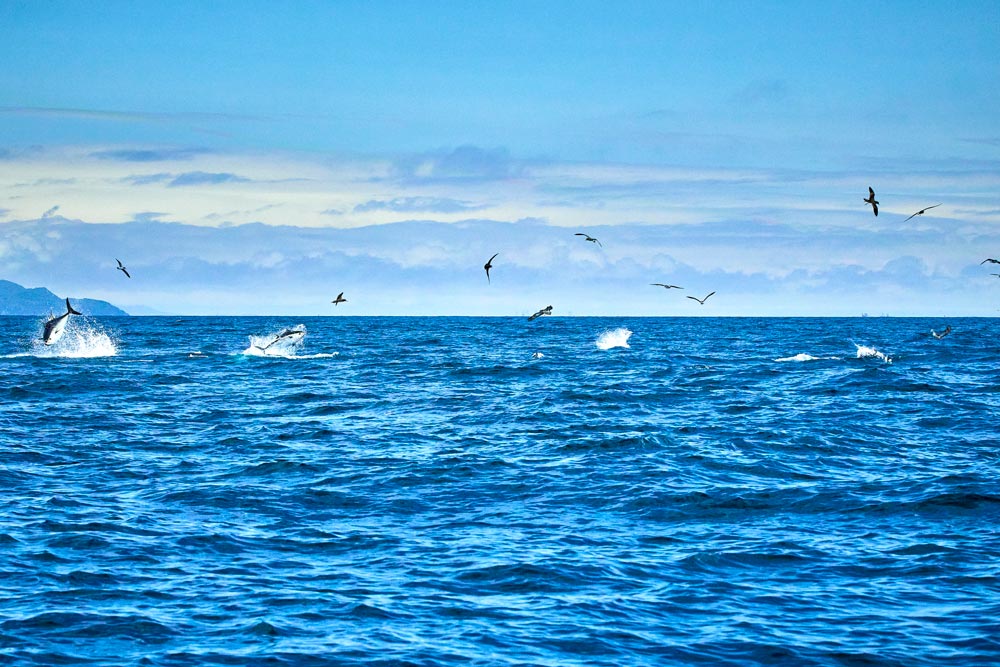 海面近くを飛び交う鳥の群れと、飛沫をあげ海面上へ跳び上がるクロマグロ