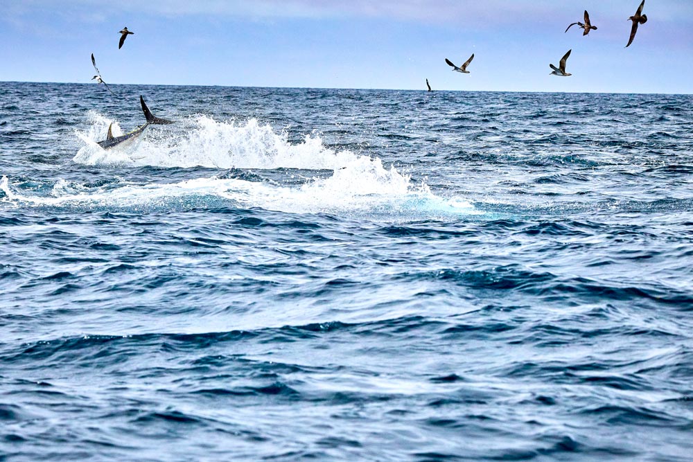 海面近くを飛び交う鳥の群れと、飛沫をあげ海中へダイブするクロマグロ