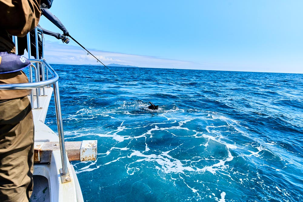 リールを巻く田中。竿をたどると、海面からマグロの口が覗いている
