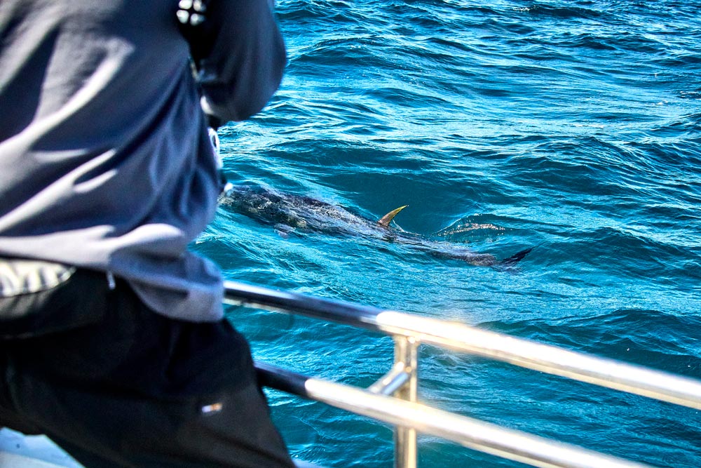 海面を泳ぐクロマグロと、共に移動する田中。マグロの背ビレや尾ビレの一部が海面から出ている。