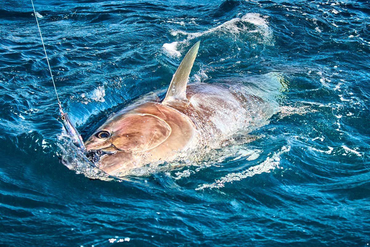 海面へ浮き上がったクロマグロの上体