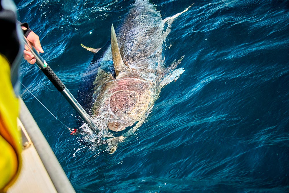 クロマグロの口を、マグログリップで掴もうとしている様子