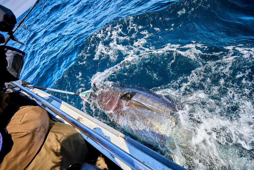 マグログリップで口を掴まれ、船体と平行になるクロマグロ。体力の回復を図っている。