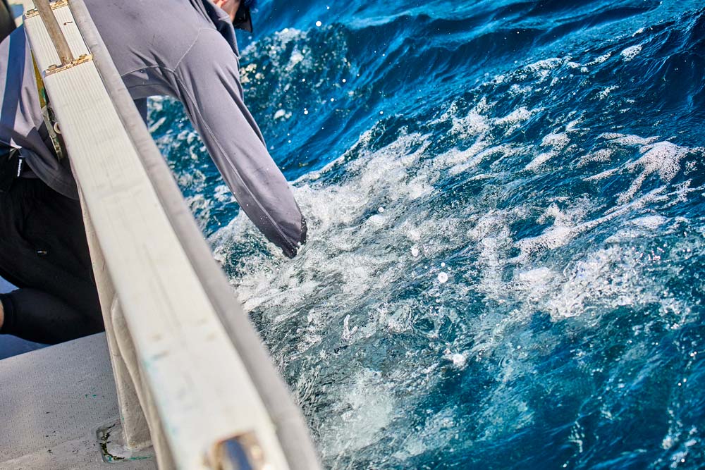 マグロを撫でるように、船から身を乗り出し海中へ右手を入れる田中