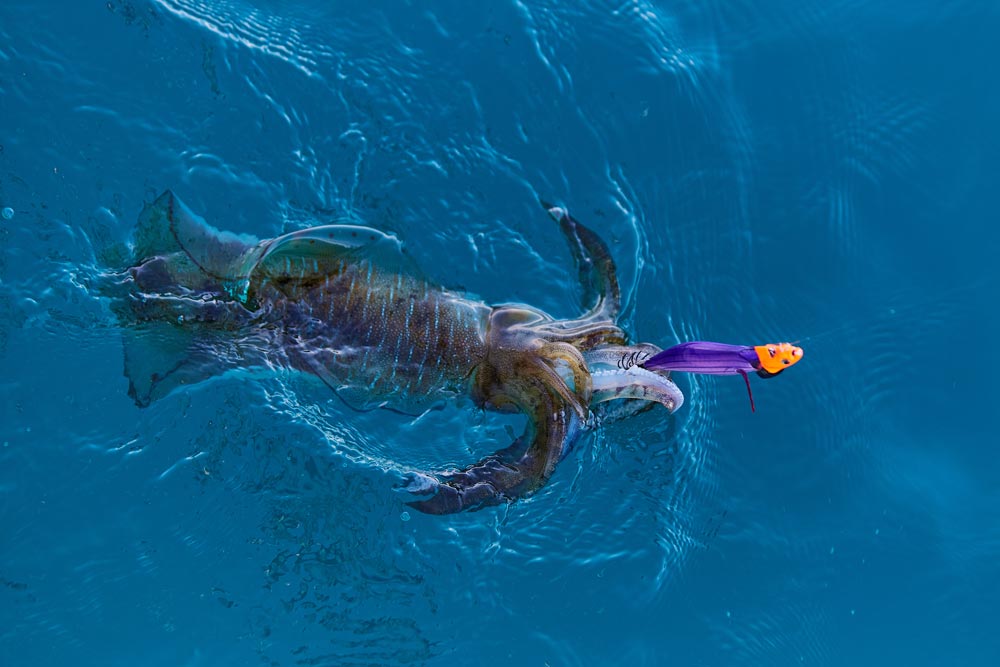 エギに喰らいついたイカが、海面に姿を見せた瞬間