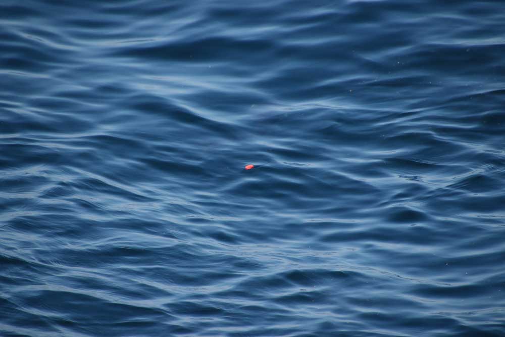 海面に浮いているウキ