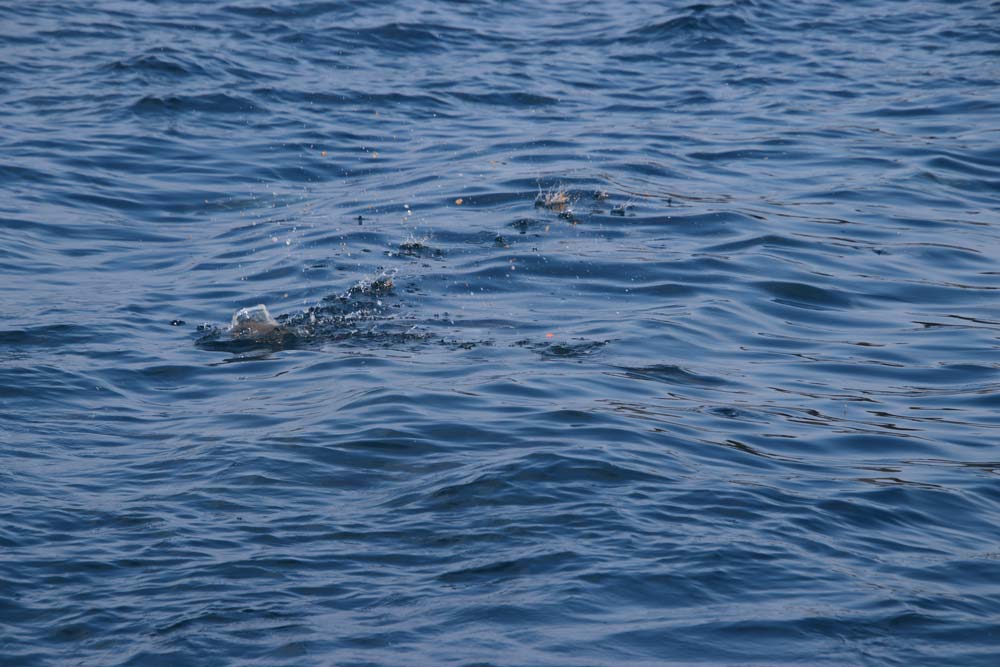 撒き餌が沈み飛沫を上げる海面