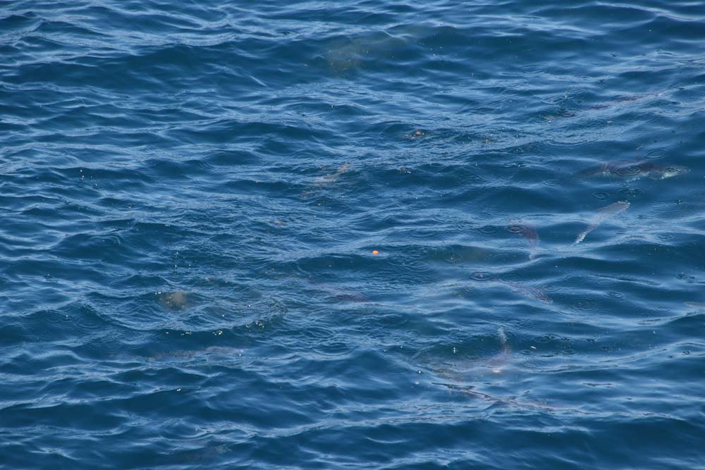 撒き餌に群がるボラが海面から見える