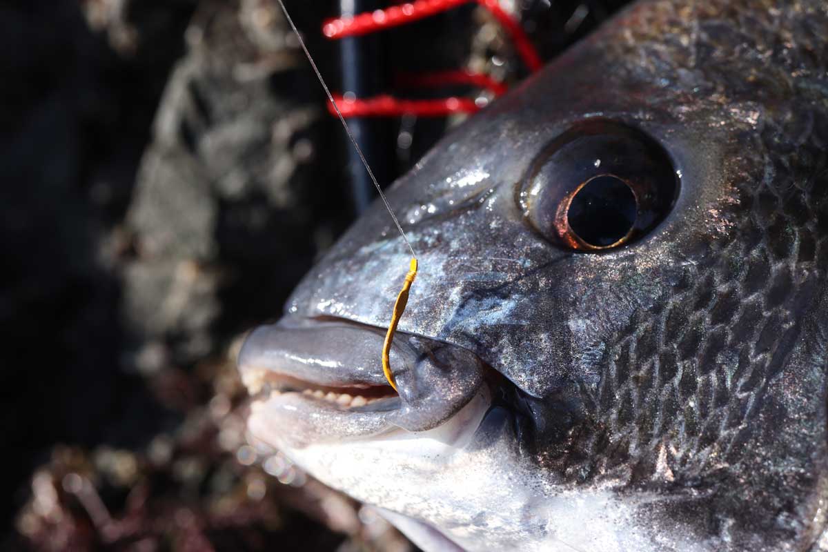 チヌイエロー色の鈎が上唇にかかったチヌの頭部