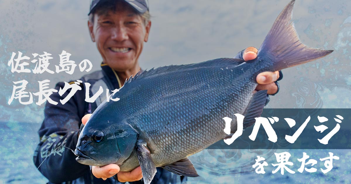 佐渡島の尾長グレにリベンジを果たす