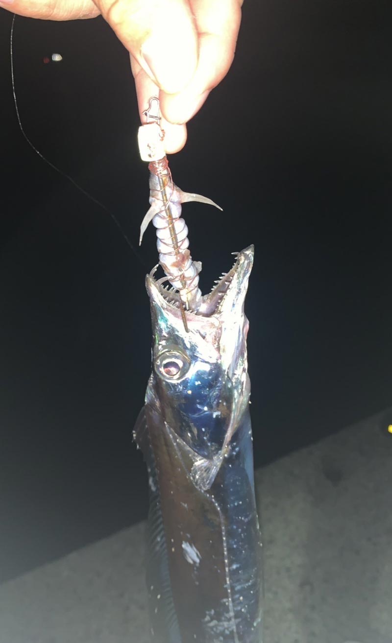 釣り上げたタチウオ。仕掛けの半分ほどを飲み込んでいる