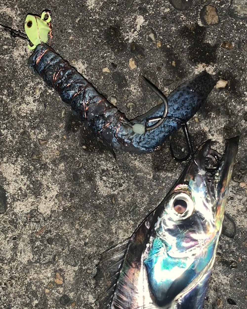 タチウオテンヤの仕掛けと、それを使用し釣り上げたタチウオの頭部