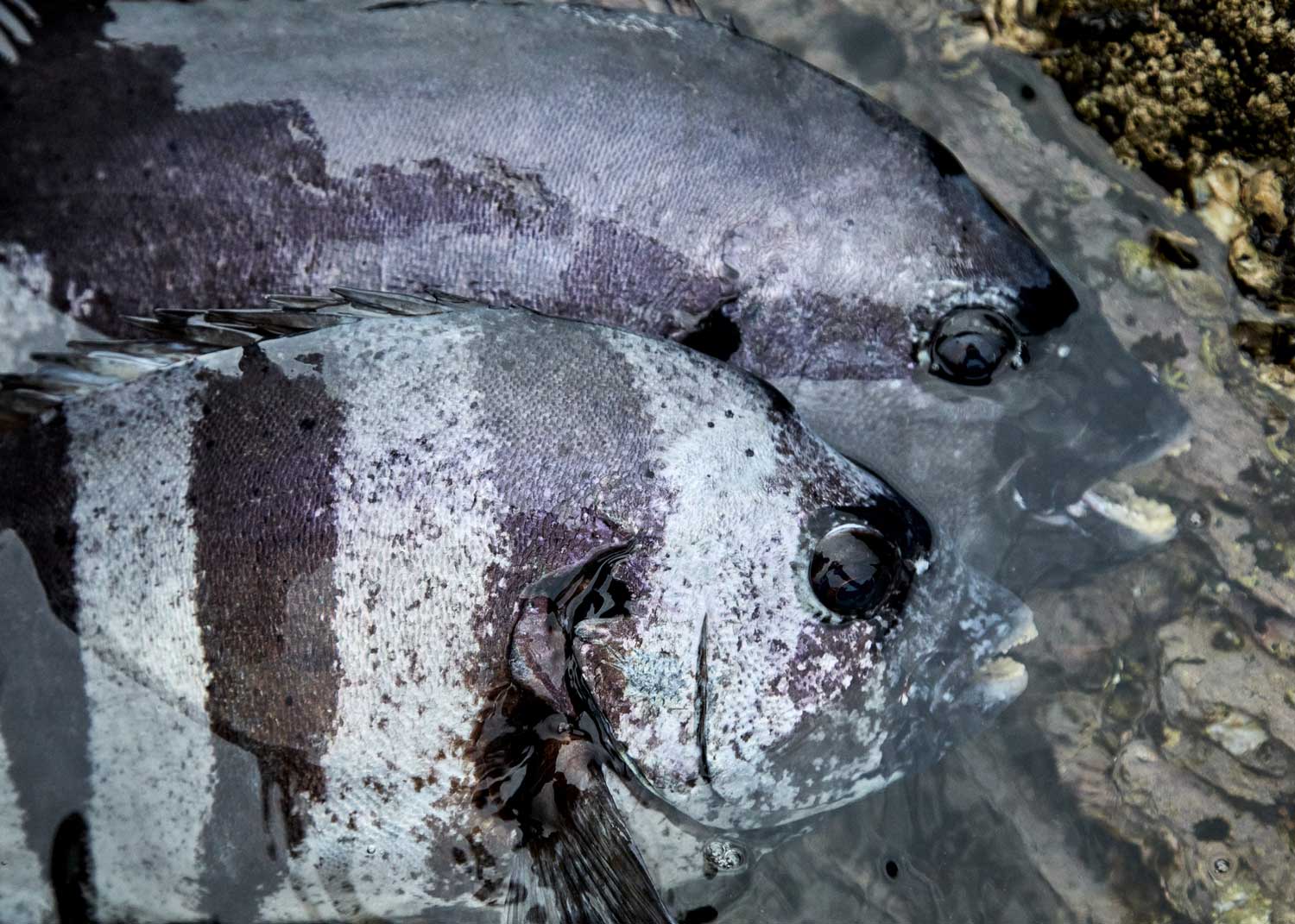 釣り上げた2匹の石鯛