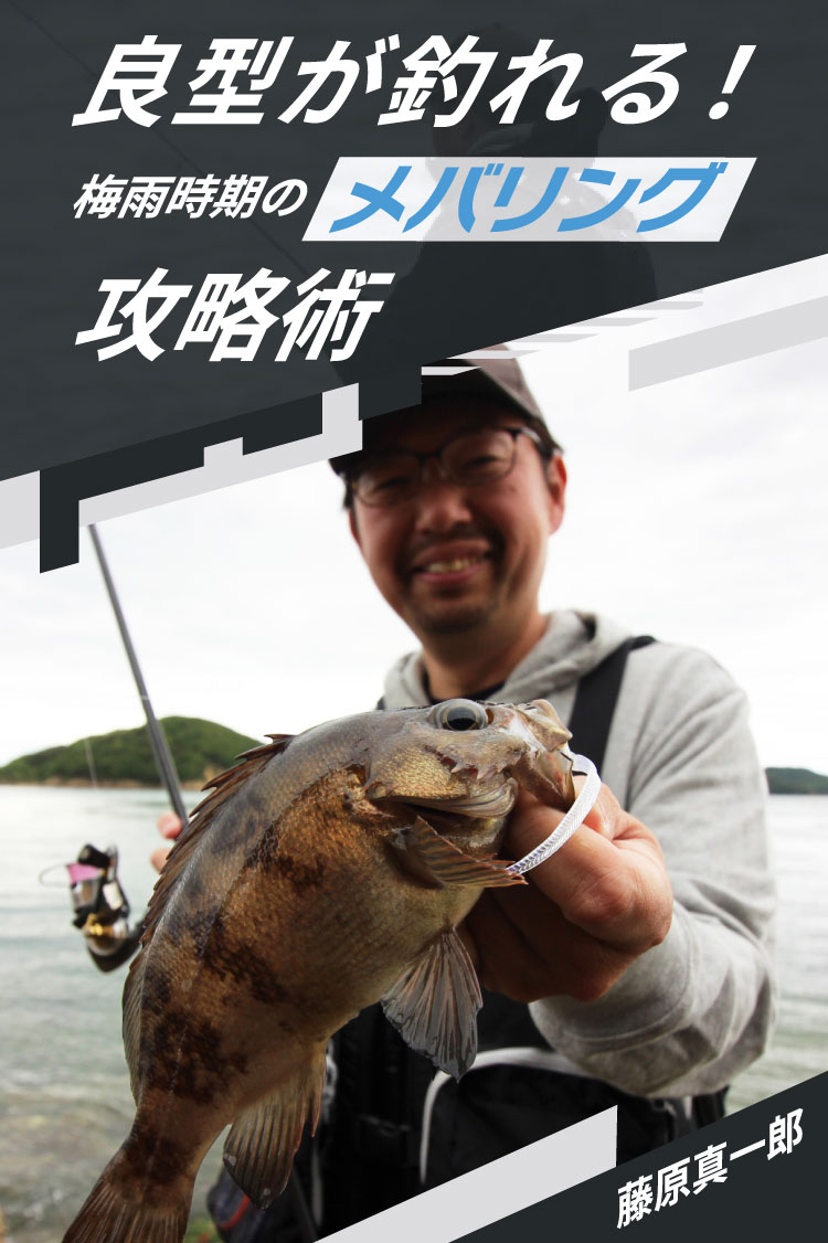 良型が釣れる！梅雨時期のメバリング攻略術