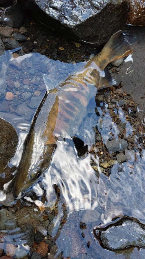 浅瀬に横たわる、釣り上げたアマゴ