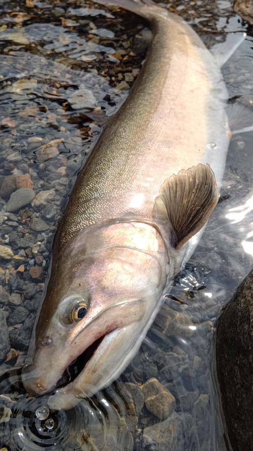浅瀬に横たわる、釣り上げたイワナ