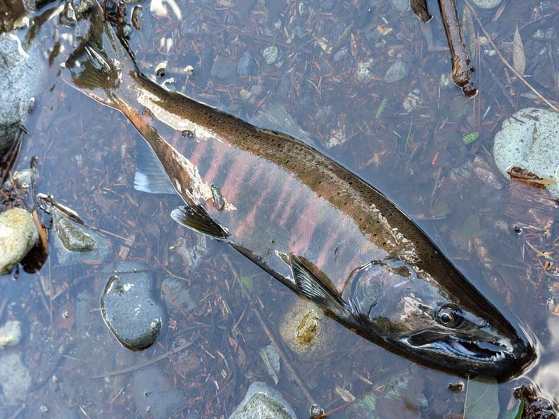 浅瀬に横たわる、釣り上げたアマゴ