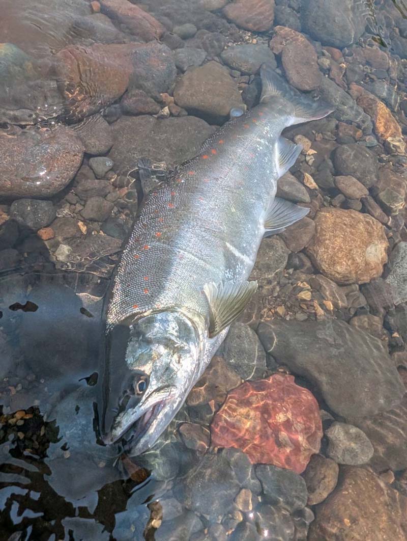 浅瀬に横たわる、釣り上げた遡上マス