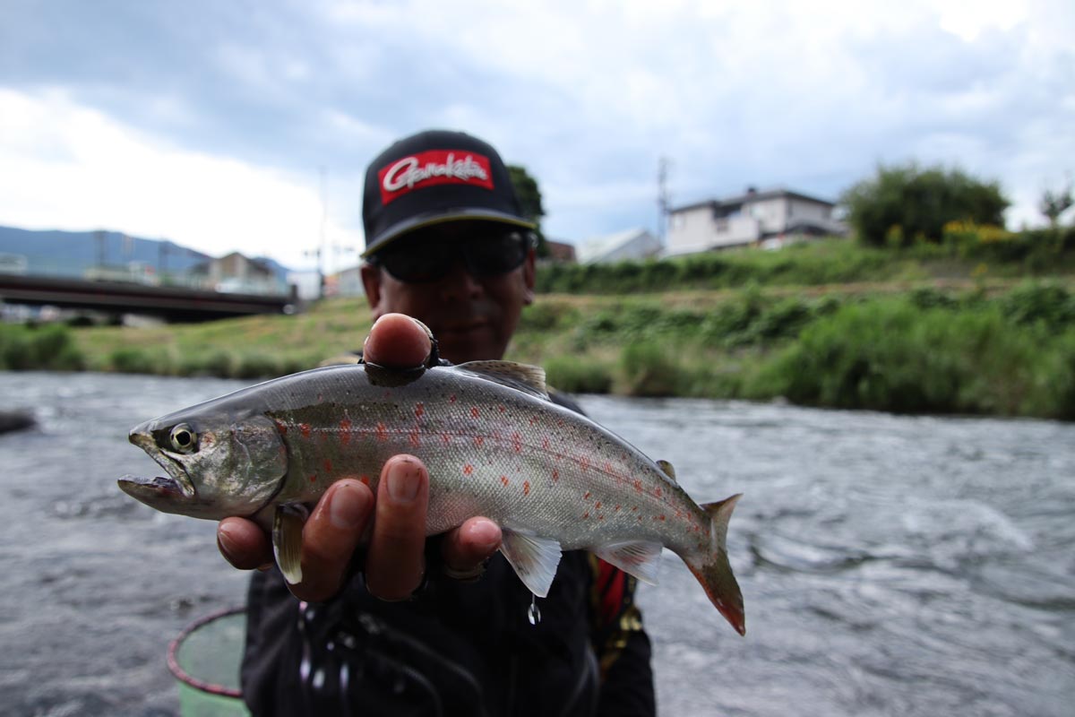 釣り上げたアマゴを右手に持ち、掲げる吉村