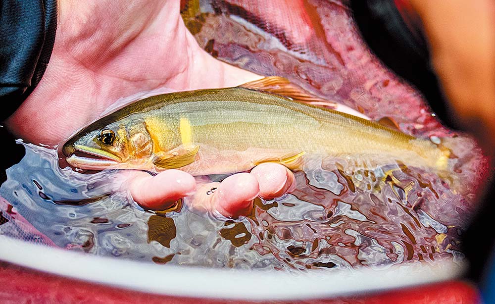 タモ網の中、手のひらに乗せられた鮎