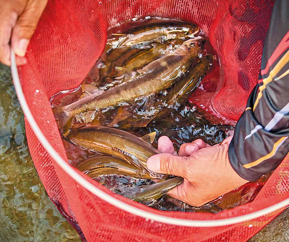 タモ網の中に収まった、釣り上げた無数の鮎