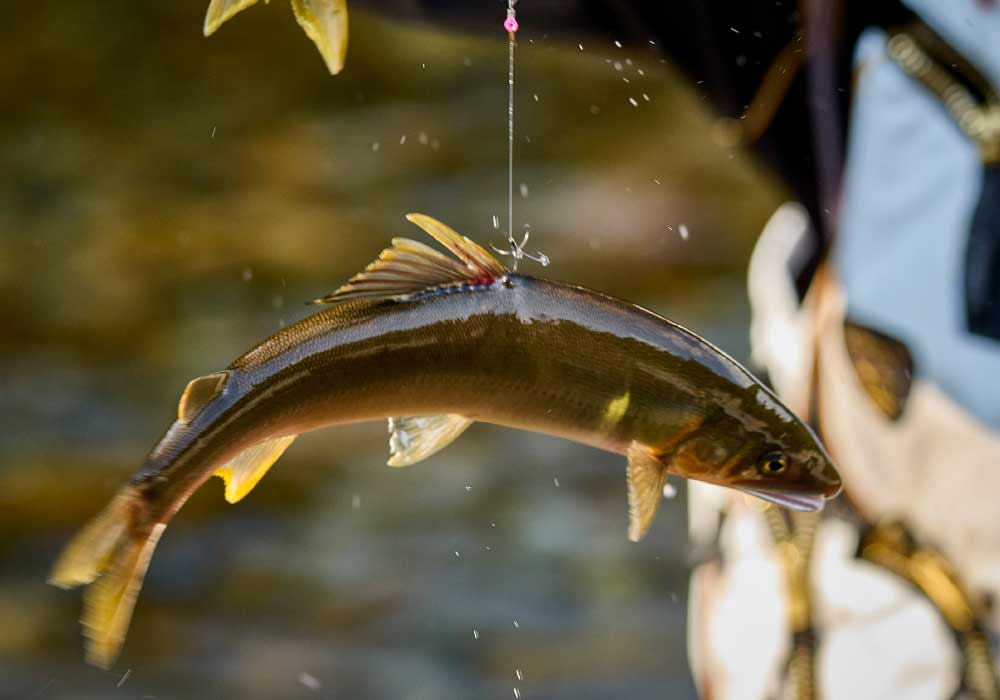 一流し目にしかできない泳ぎとそれにしか反応しない野鮎