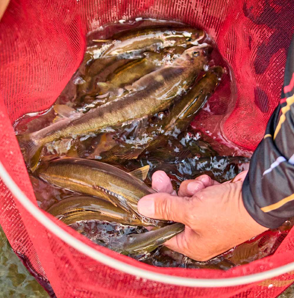 がま鮎競技スペシャルV8 胴抜急瀬 90