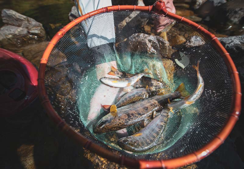 網の中に収まった多数の渓流魚