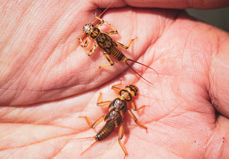 手のひらに上に乗せられた、シマゲラと呼ばれる川虫