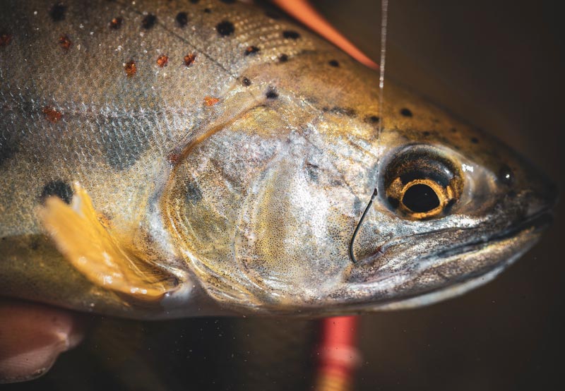 釣り上げた渓流魚の頭部。唇の端に鈎が掛かっている。