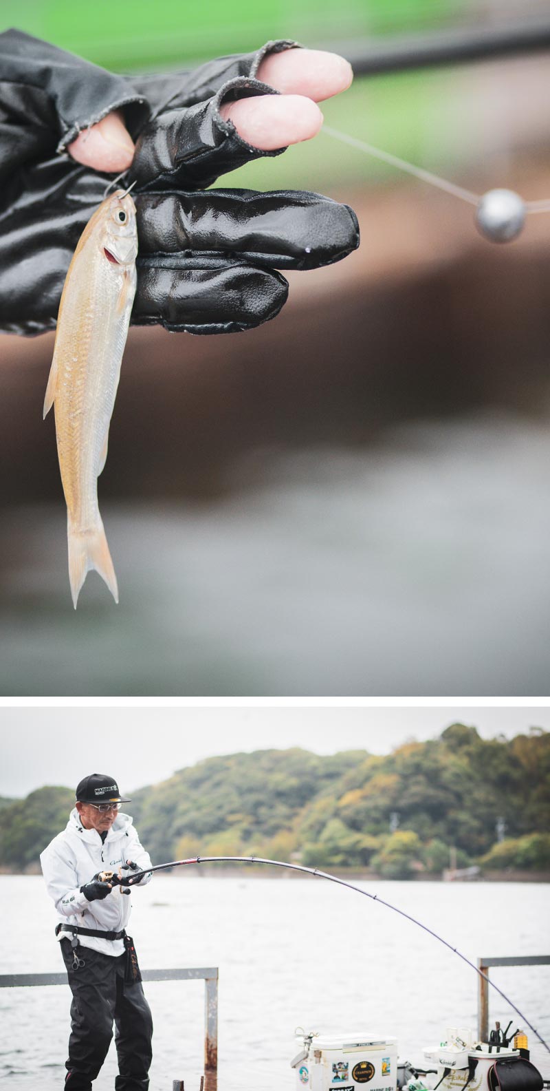 鈎に掛けられたエサのウグイの写真と、大きく弧を描く竿を操作する林の写真