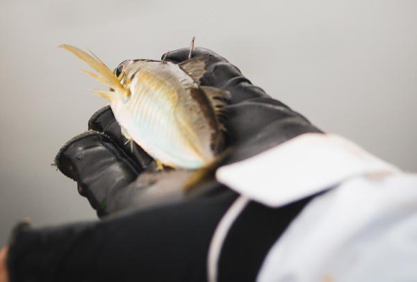 黒色のグローブをした手のひらの上に乗せられた、エサのアジ