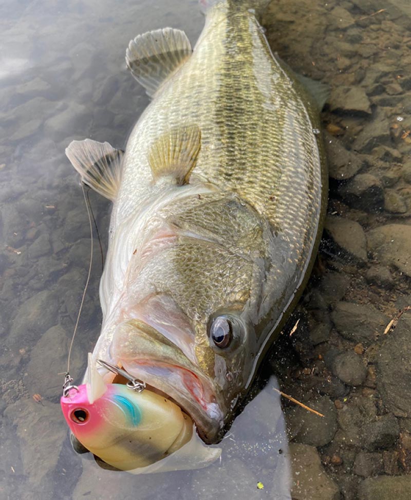 ジュリーを咥えた大型のバス