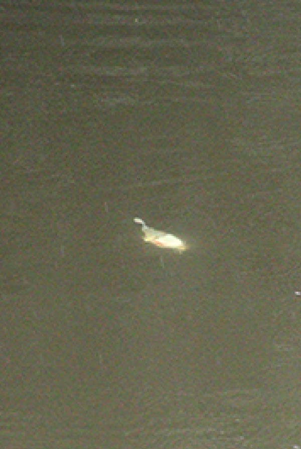 水面に浮かぶルアー