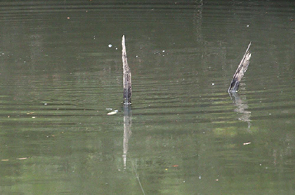 水面から突き出た古木2本と、その付近を泳ぐルアー