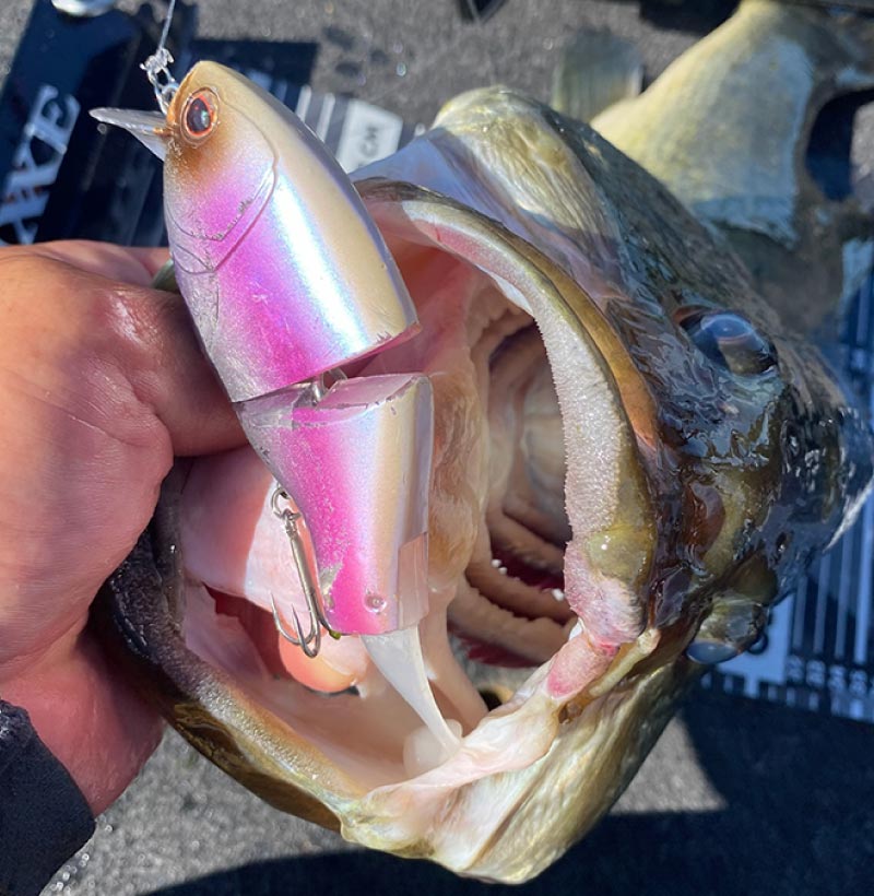 天に向かって大きく口を開けたバスと、その上に乗せられたルアーを真上から撮影した写真。