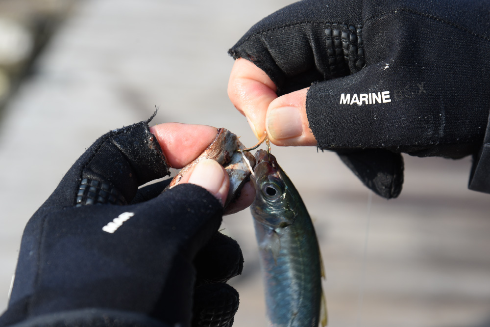青物泳がせハナカン仕様