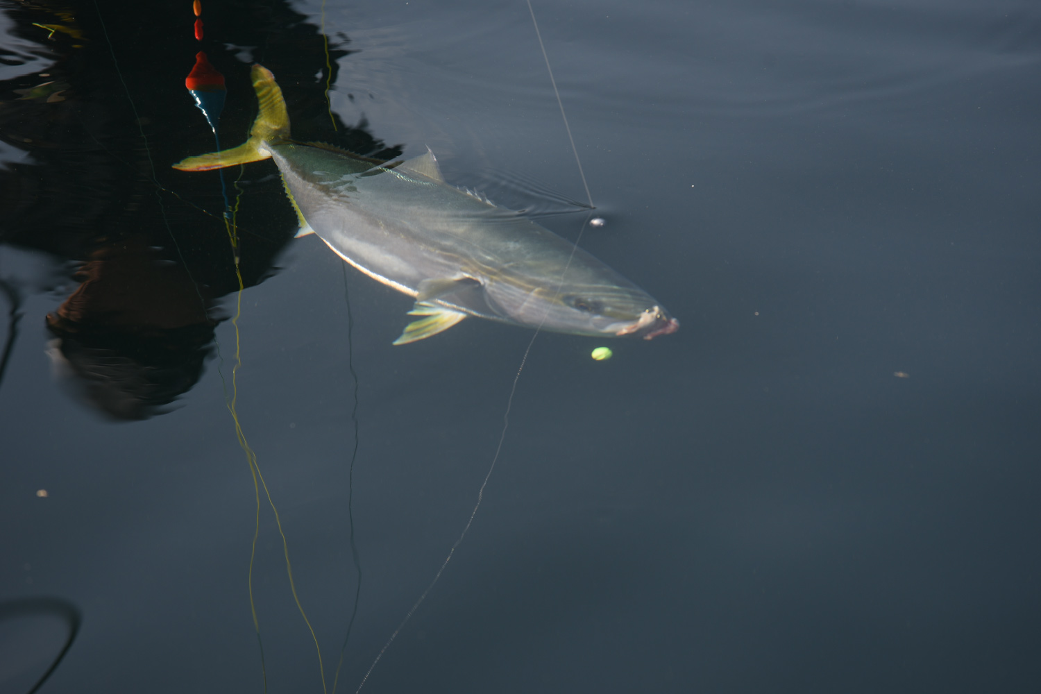 青物泳がせハナカン仕様